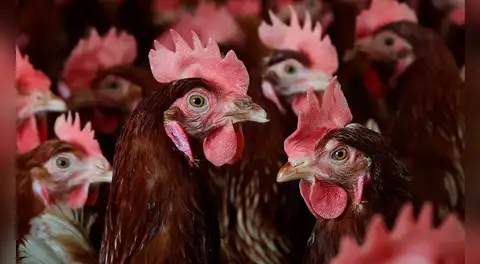 Estados Unidos confirma la primera muerte humana a nivel mundial por contagio de la gripe aviar H5N5