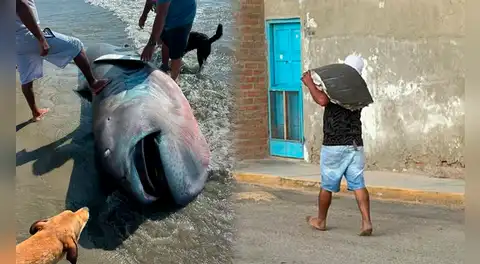Encuentran tiburón megaboca varado en mar de Piura, y pobladores filetearon su carne, pese a ser una especie rara en el mundo
