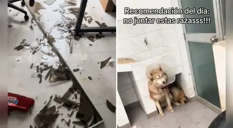 Joven muestra cómo sus perros destruyeron su casa mientras no estaba y redes bromean: "Una lloradita y a limpiar"