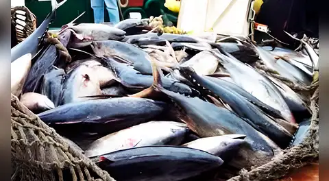 Sada Goray: Exdirector de Pesca niega pagos ilícitos