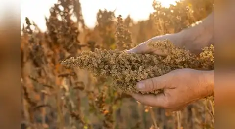 ADEX propone exonerar del IGV a la quinua, kiwicha y cañihua para impulsar consumo y combatir la desnutrición