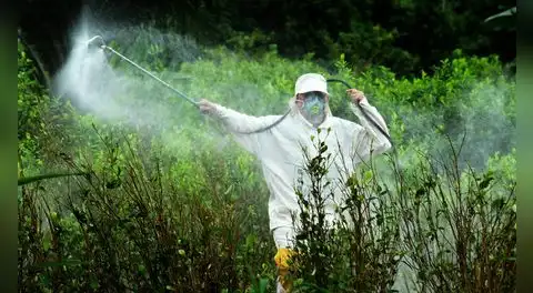 Se cae el estudio que defendía a herbicida señalado como cancerígeno: Perú sigue usando pesticidas tóxicos