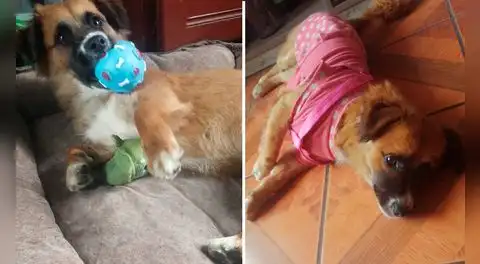 Buscan hogar para Puca: grupo de vecinos amenaza con "desaparecer" a perrita en San Martín de Porres