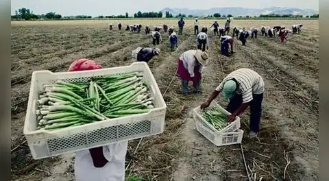 Se cae intento del Gobierno de favorecer a grandes agroexportadoras con subsidio de S/2.000 millones