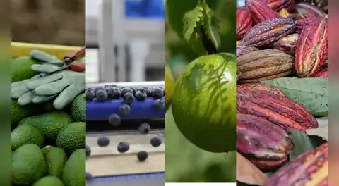 Agroexportaciones peruanas crecen 20,4% entre enero y octubre de 2025