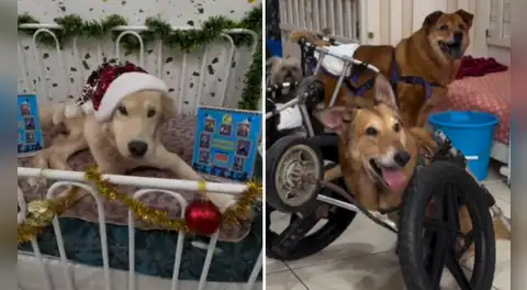 Milagros perrunos lanza campaña solidaria con trineo recolector en la Feria Fortuna: lleva alimentos y ayuda a quienes más lo necesitan