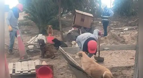 Alarma por presunta crueldad animal en la Villa Panamericana: denuncian riesgo para los perros de la Villa Canina Lima 2019