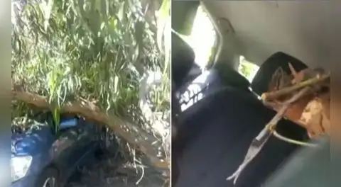 Árbol cae sobre auto en movimiento e impacta a conductor en la av. Velasco Astete, en Surco