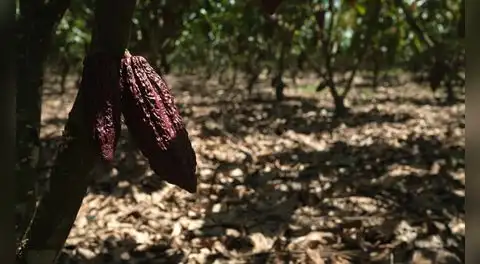 Cacao peruano: precios sobre los US$5.000, mayor demanda y el reto de producir sin deforestar