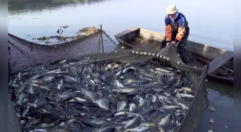 Perú sufre fuerte golpe exportador tras decisión de EE.UU. de bloquear pesca de perico por daño ambiental de redes