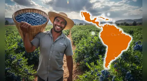 El país de América Latina que es el mayor vendedor de arándanos del mundo, según Moody's: no es México ni Chile
