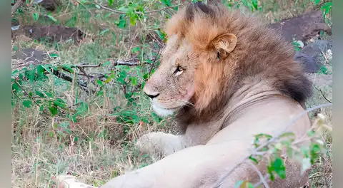 Los científicos se alertan al observar un nuevo comportamiento de los leones africanos: “Es muy grave”