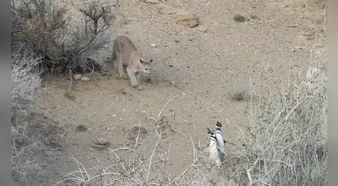 Los pumas de la Patagonia comenzaron a cazar pingüinos y los científicos observan comportamiento extraño: ya no son solitarios