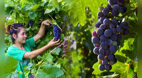 El país de Asia que podría superar a Perú como el mayor exportador mundial de uvas en 2026