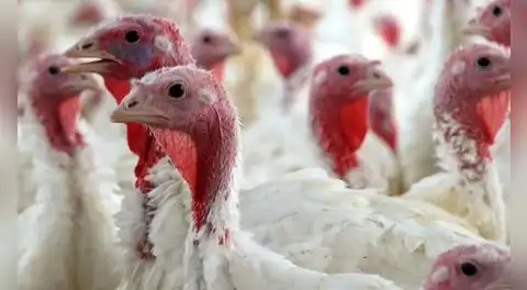 Este es el país que más compra pavita peruana en el mundo, pero ya desarrolla su propia variedad