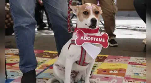 Última edición del “Adoptatón 2025” busca cambiar la vida de más de 50 animales rescatados