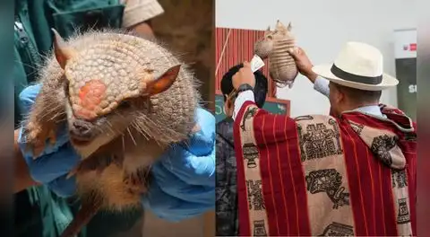 Cuidado con los rituales de Año Nuevo: Serfor advierte que usar fauna silvestre puede costar hasta 5 años de cárcel