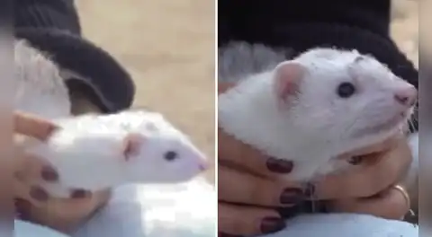 Familia celebró Año Nuevo en la playa Los Yuyos junto a su inusual mascota: un hurón que sorprendió a los veraneantes