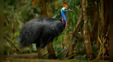 Esta es la ave más peligrosa del planeta y su rol es clave para cuidar los bosques tropicales
