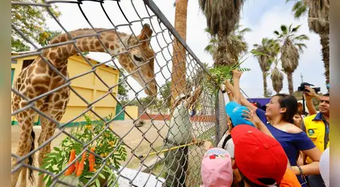 Pase gratis al Parque de las Leyendas en enero 2026: solo para quiénes presenten estos 3 documentos
