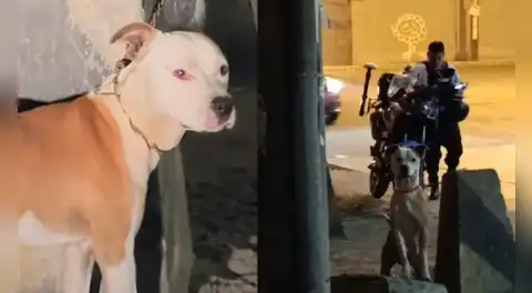 Rescatan a perrita que fue abandonada y encadenada a un poste durante más de 10 horas en Cercado de Lima