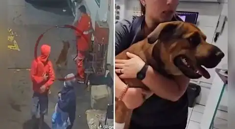 Delincuentes disparan a un perro y lo dejan gravemente herido durante asalto a grifo en San Martín de Porres