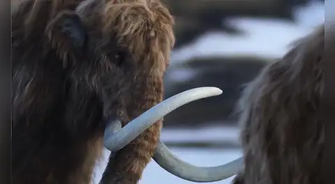 Científicos creyeron que eran huesos de mamut y los conservaron durante 70 años, pero resultaron ser de un animal completamente diferente