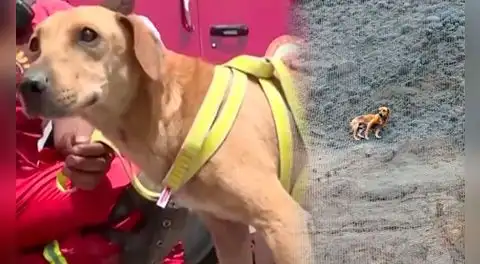 Bombero arriesga su vida para rescatar a perrito atrapado en acantilado de la Costa Verde en Barranco