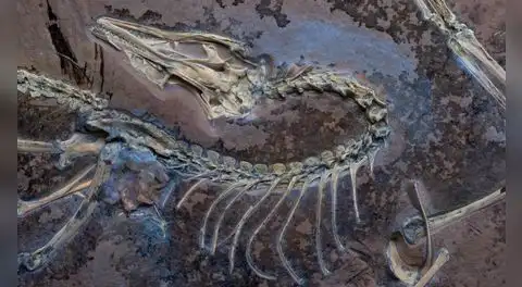 China posee la respuesta sobre el origen del vuelo de las aves: un fósil jurásico descubierto desafía las teorías actuales