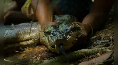 Descubren una nueva especie de anaconda gigante en la amazonía: mide más de 5 metros de largo