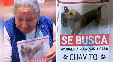 Adulta mayor invidente en Arequipa busca a ‘Chavito’, su perro que se perdió tras ser atropellado: “Si pudiera saldría a buscarlo”