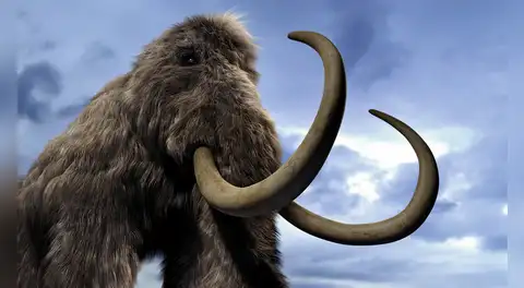 Científicos creyeron que eran huesos de mamut y los conservaron durante 70 años, pero resultaron ser de un animal completamente diferente