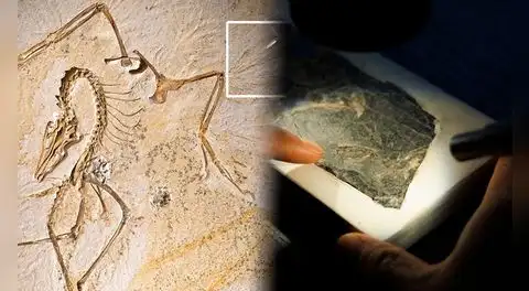 China revela un fósil clave que cambia la teoría sobre cómo volaron las aves