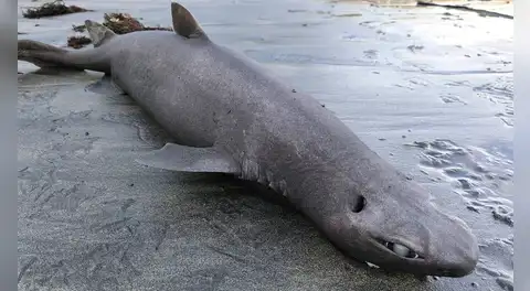 En las costas de España descubren una misteriosa especie de tiburón foca que despierta el interés científico