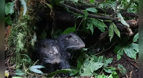 El regreso al bosque: dos macheteros retornan a la vida silvestre en la Selva Central