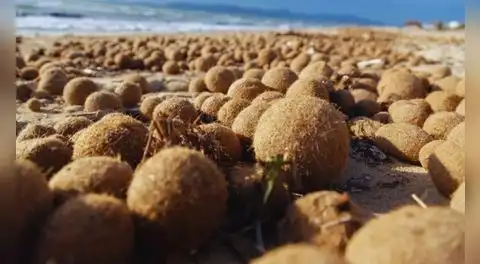 ¿Qué son las “bolas de Neptuno” y cómo ayudan a combatir la contaminación de plásticos en los océanos?