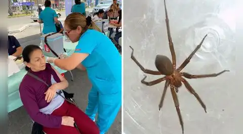 Alerta del Minsa por picadura de araña doméstica en Perú: síntomas pueden agravarse y causar la muerte