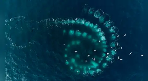 Este animal del océano fabrica "herramientas" para ser un cazador 7 veces mejor contra sus presas, según científicos