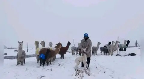 Heladas extremas causan muerte de animales en Arequipa: "Nuestras alpacas y llamas se están muriendo, no hay comida y abrigo"