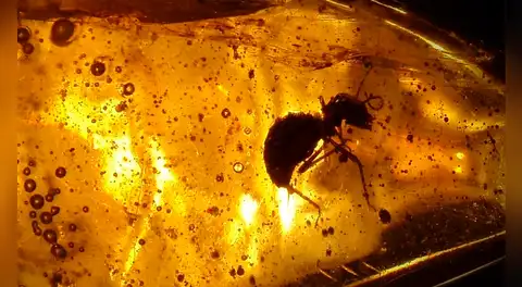 Investigadores descubren una hormiga de 40 millones de años dentro de un ámbar de la colección de Goethe