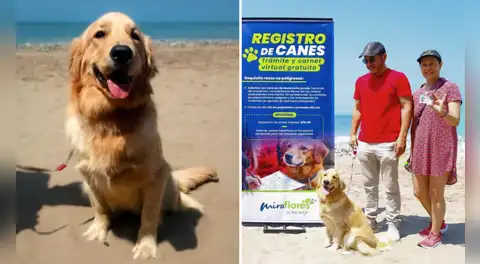 ¿DNI para mascotas? Municipalidad de Miraflores inicia nuevo registro municipal y presenta al primer perro inscrito