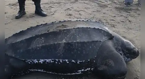 Tortuga laúd es hallada muerta en playa Los Palos, Tacna: especie se encuentra en peligro de extinción