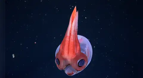 Una expedición en aguas profundas de Sudamérica descubre 28 posibles nuevas especies, incluida una medusa “fantasma”