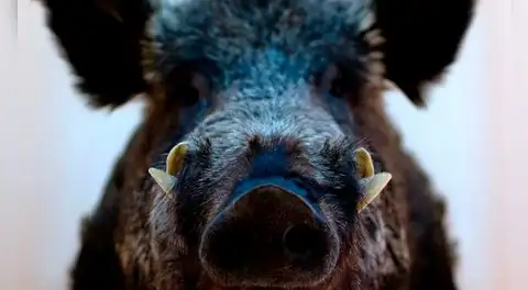 Un accidente nuclear de hace 15 años dejó una ciudad sin personas, pero los jabalíes tomaron las calles y algo inesperado ocurrió con su genética