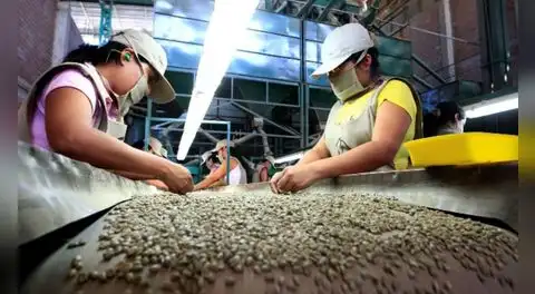 Café peruano conquista mercados: Exportaciones superan los US$1.700 millones al cierre de 2025