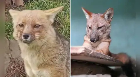 Run Run y sus cuatro crías se convierten en la gran sensación de la Granja Porcón en Cajamarca y atraen a numerosos visitantes