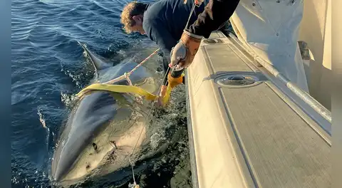 Avistan el tiburón blanco macho más grande del mundo: pesa 770 kilos, mide más de 4 metros y sorprende a los científicos