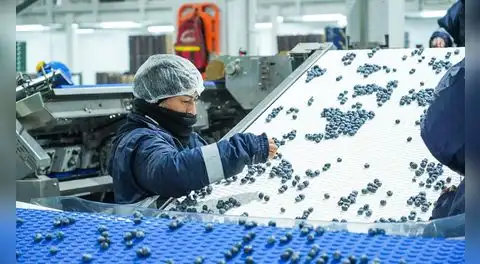 Perú se consolida como líder en exportación de arándanos y supera los US$2.400 millones en ventas durante el 2025
