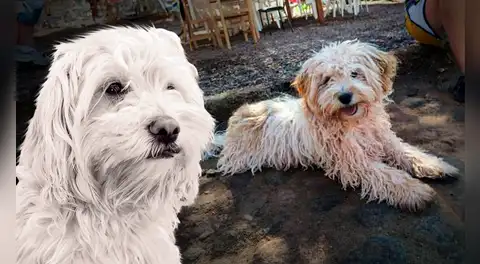 Chaku cusqueño, el perro protector de los Andes, busca ser reconocido como nueva raza oficial del Perú: "Es de trabajo y muy valeroso"