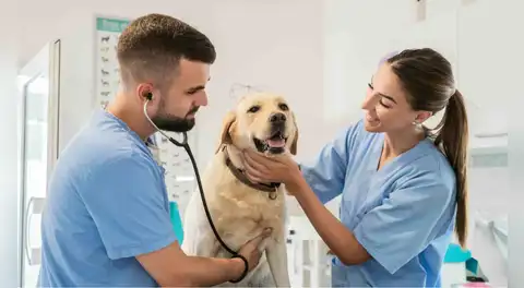 Municipalidad de Lima organiza campaña veterinaria gratuita: revisa dónde y cuándo podrás atender a tus mascotas